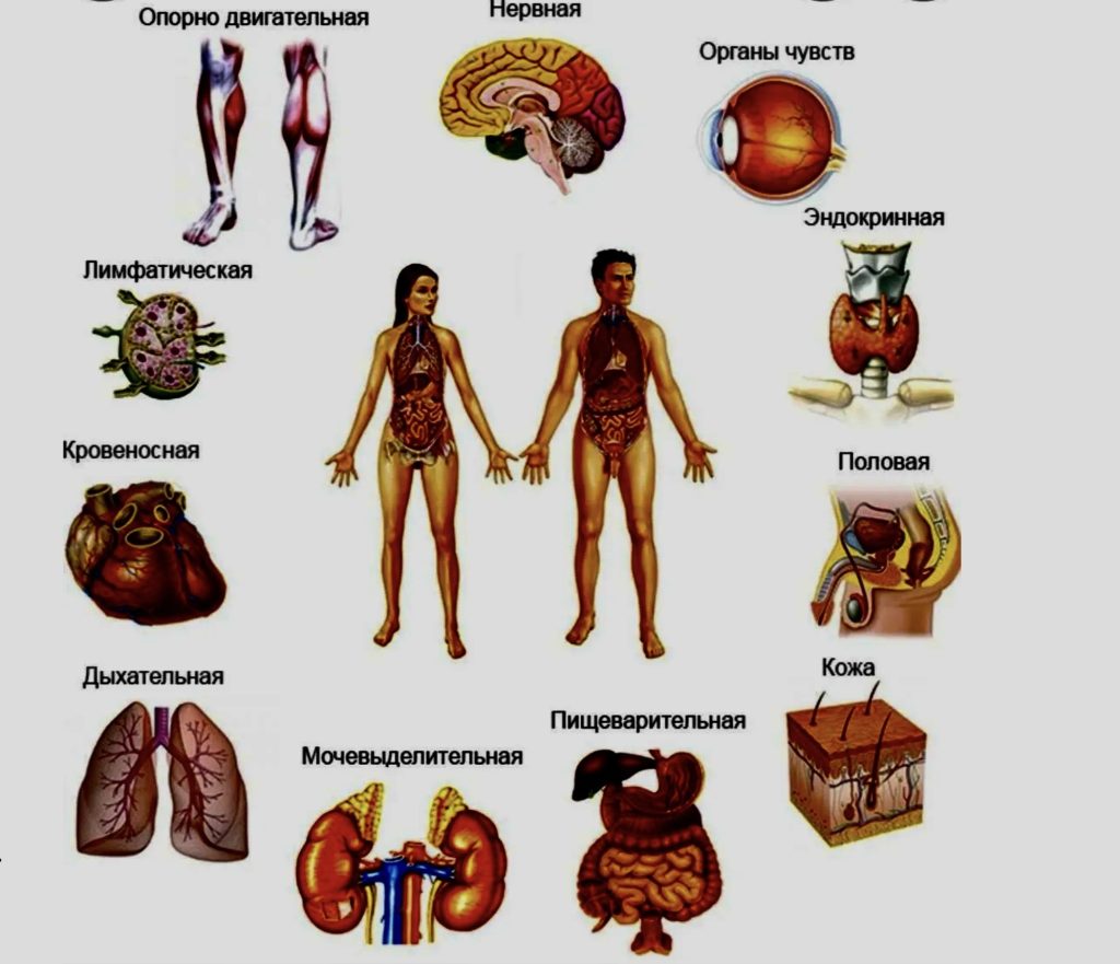 Глобалистика. Цивилизации как части единого организма Человечества