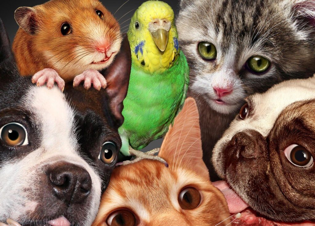 Домашние любимцы через 500 лет