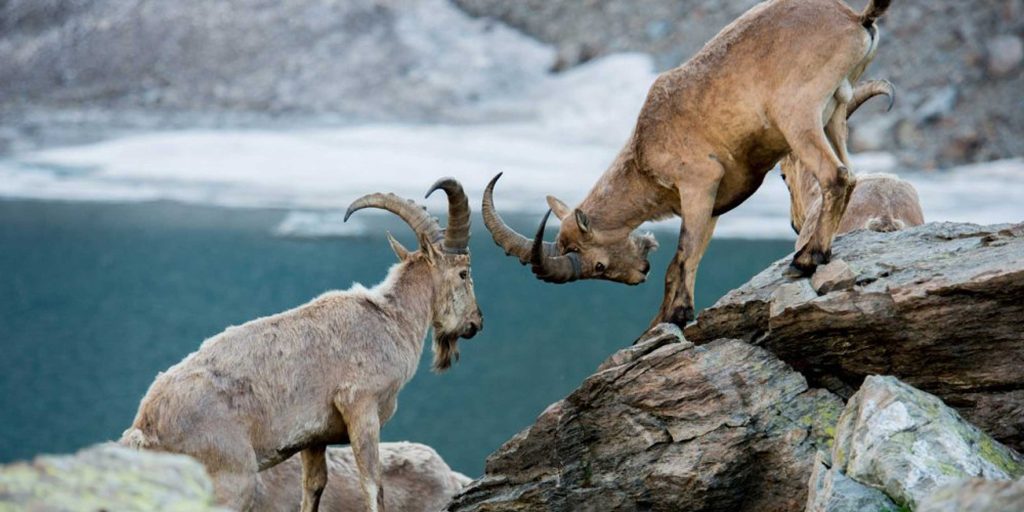 Биосферные губернии — ключ к единству России и мира